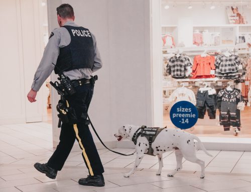 Service Dog Laws in BC – Explained