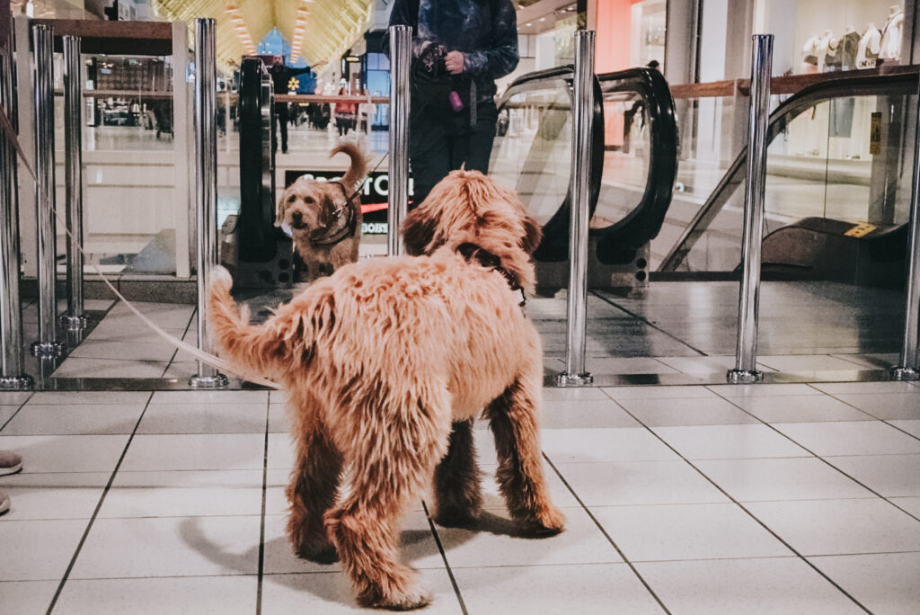 A puppy watches another dog come up an escalator