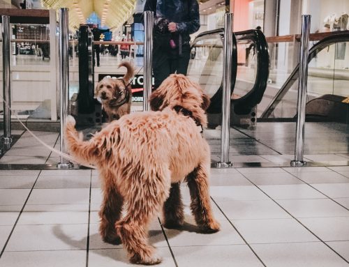 Service Dogs Are Raised, Not Trained.