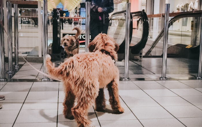A puppy watches another dog come up an escalator