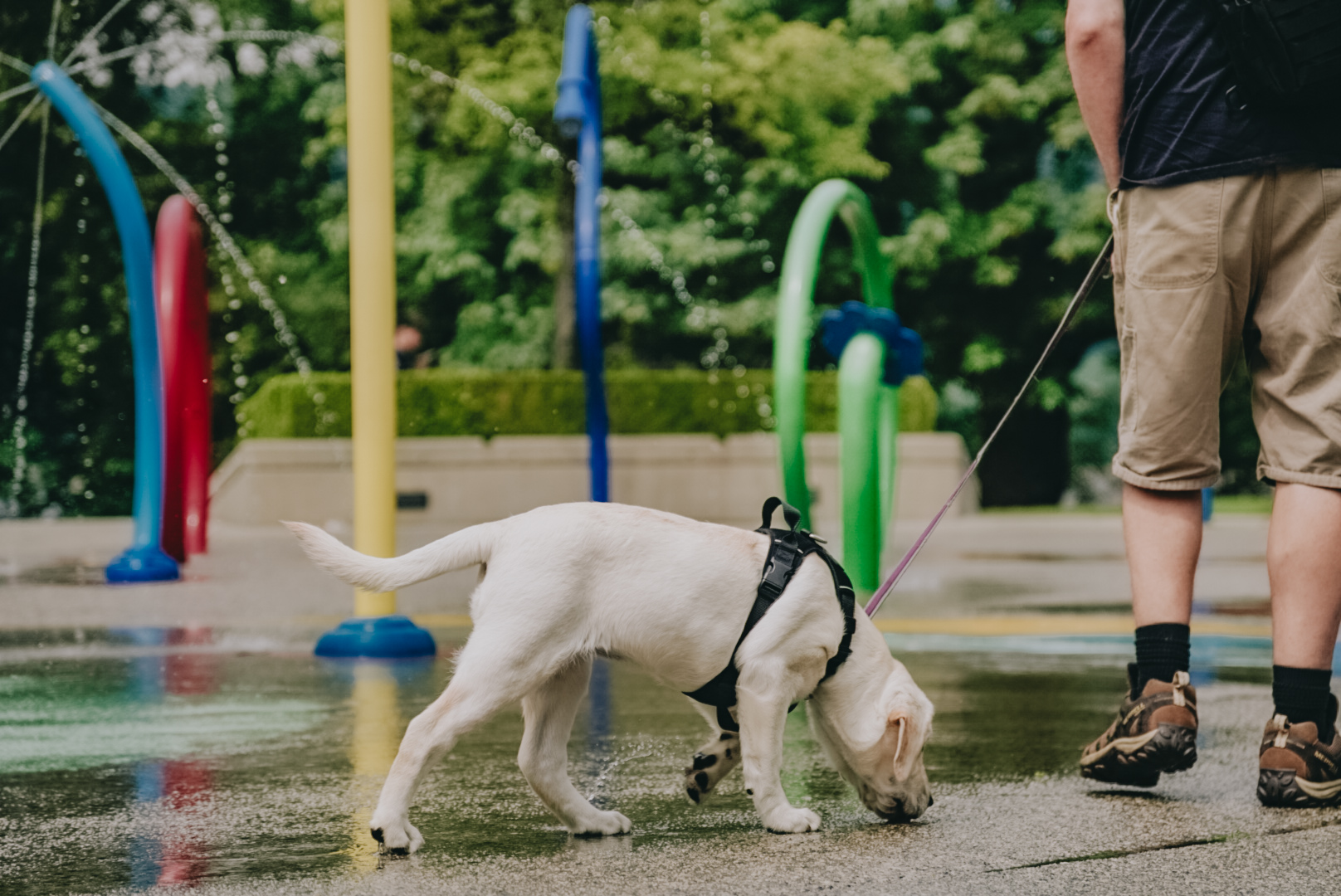 Lab Puppy Exploring The Splash Park