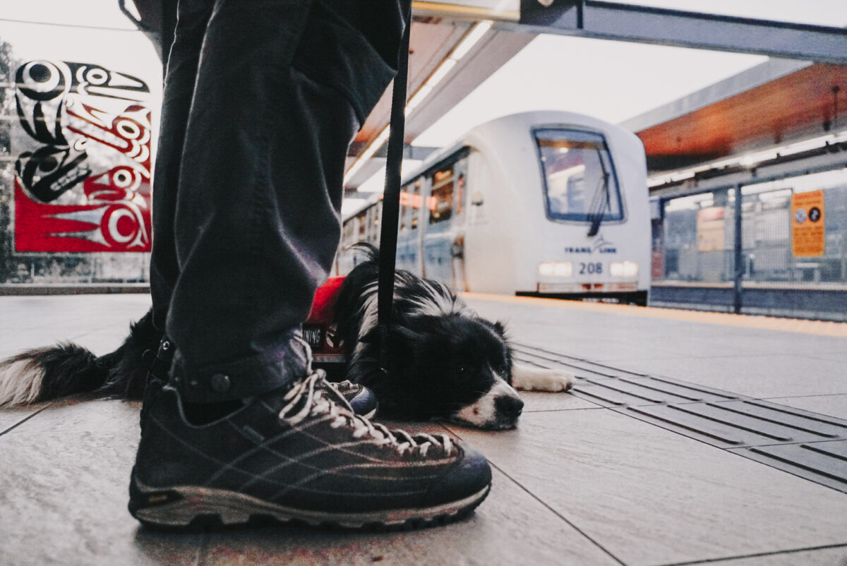 A service dog lies in a train station looking bored and sleepy despite a train pulling into the station only a few feet away