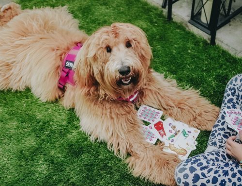 Quiz: Do You Want To Train A Service Dog?