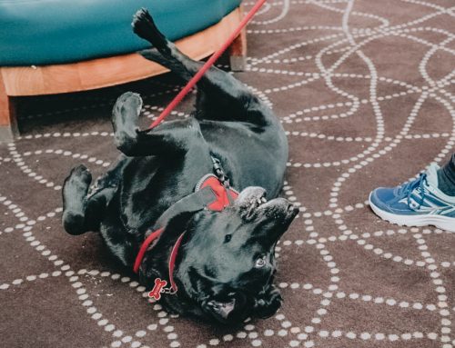 Service Dogs Are Still Dogs.