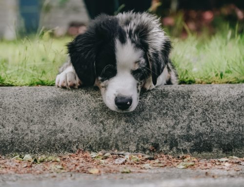 Breeder Red Flags That Get Mistaken For Green Flags