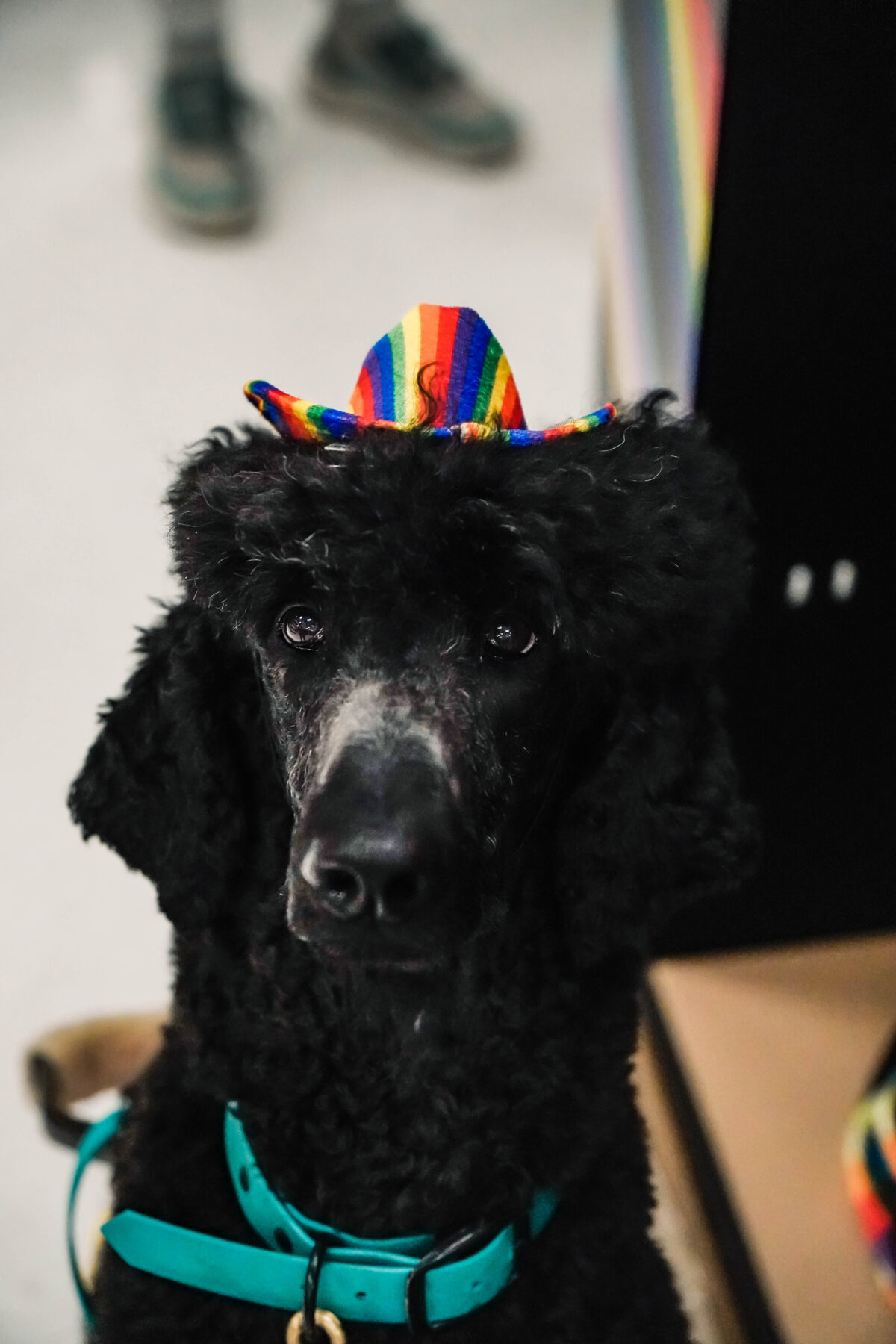Albert, a certified black standard poodle from Sherbet Service Dogs, tries on a new hat.