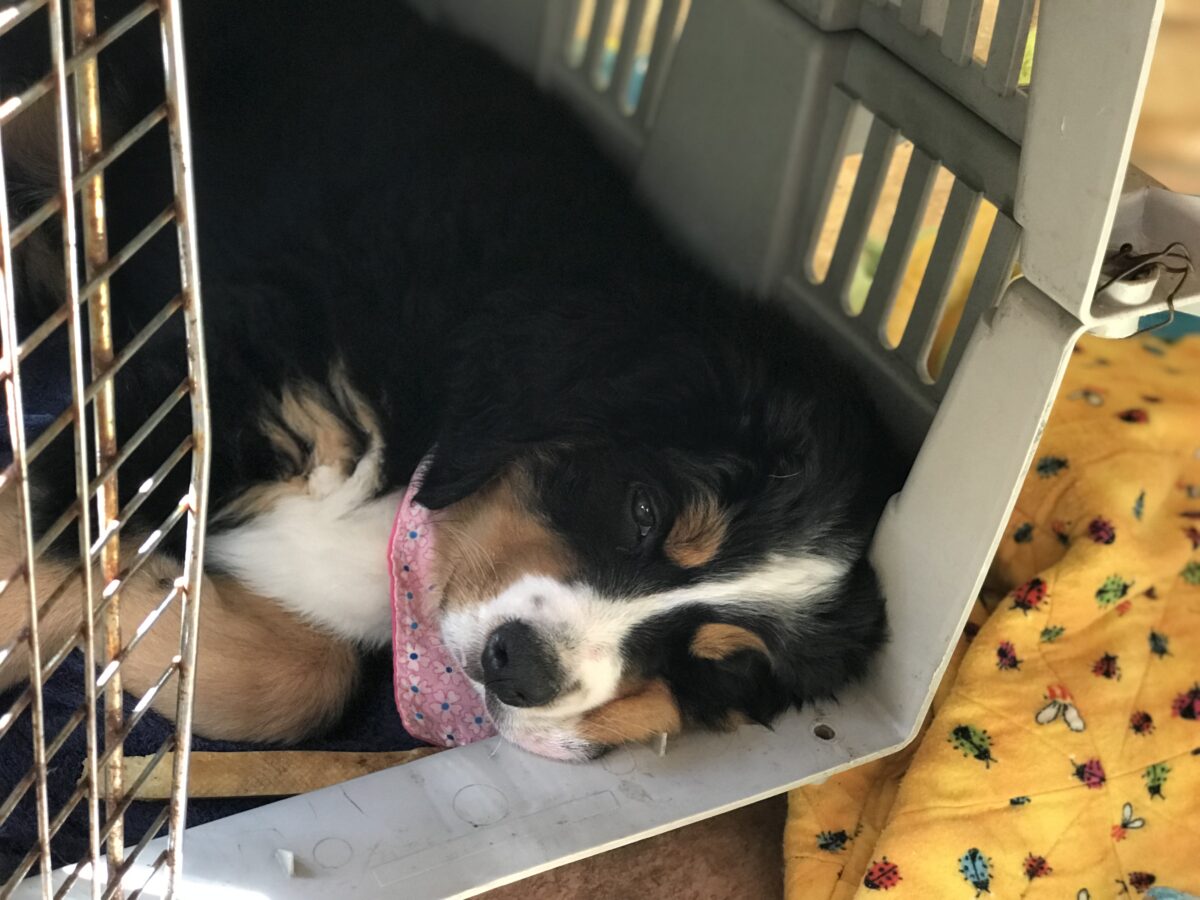 Photo of Bernese Mountain Dog puppy asleep in a plastic travel crate with the door open