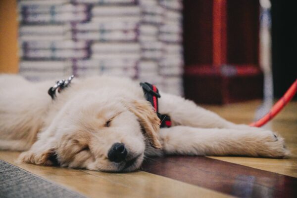 image of retriever puppy sleeping in a bookstore