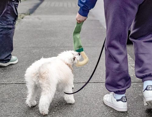 Raising A Puppy Is Like Raising A Toddler With Scissor Hands