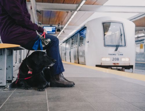 Service Dog Laws in Canada Explained