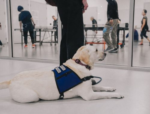 All Eyes On You: Consider This Before You Get A Service Dog