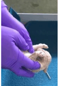 A newborn puppy is held upside down in purple-gloved hands