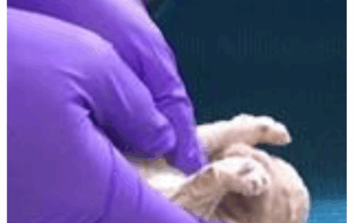 A newborn puppy is held upside down in purple-gloved hands