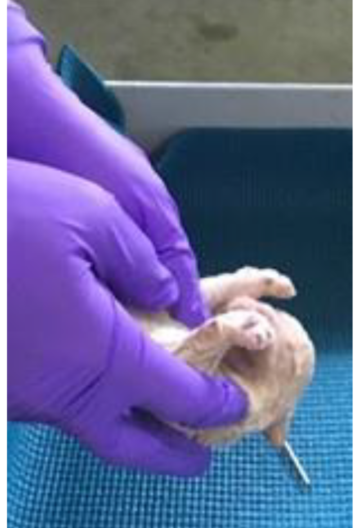 A newborn puppy is held upside down in purple-gloved hands