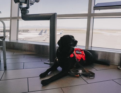 Why We Train Service Dogs To Be Bored And Disobedient