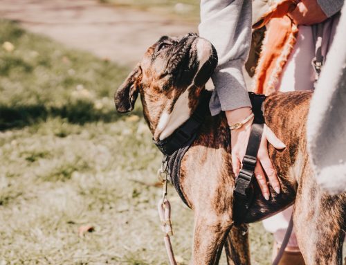 Eye Contact Is Not A Service Dog Skill