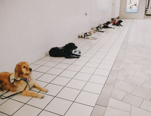 7 Types Of Dog Who Should Never Be Service Dogs