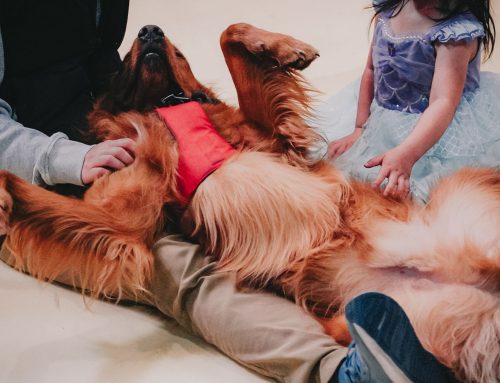 Puppies And Your Autistic Child: Best and Worst Case Scenarios